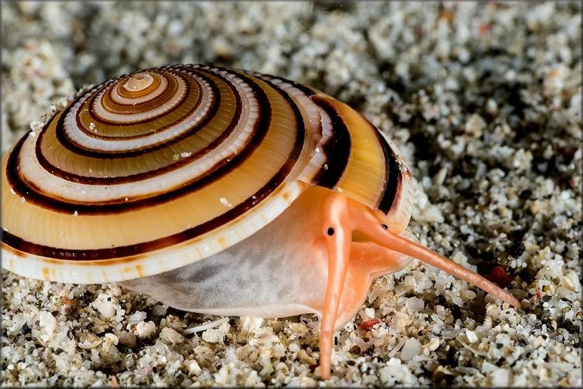 У побережья Флориды нашли моллюска возрастом 214 лет