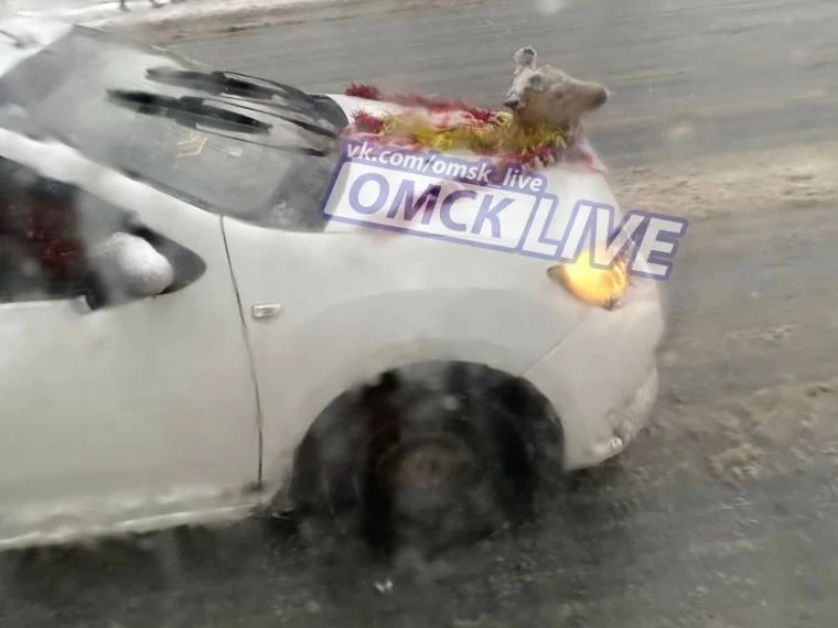 Косули "взяли штурмом" Омск — причиной стали аномальные морозы