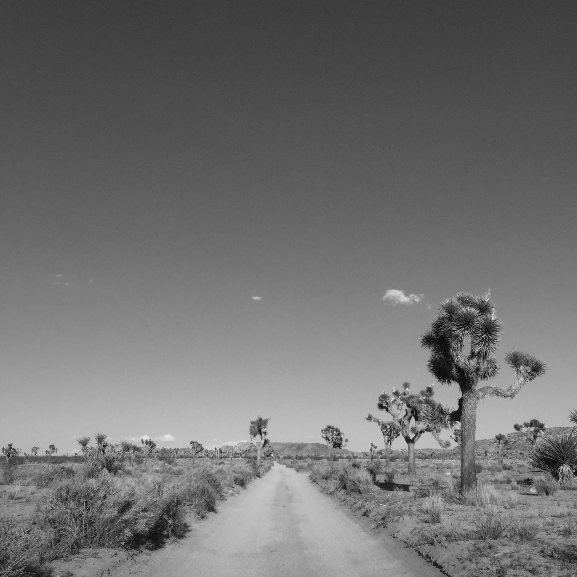 Joshua Tree B&W.jpg