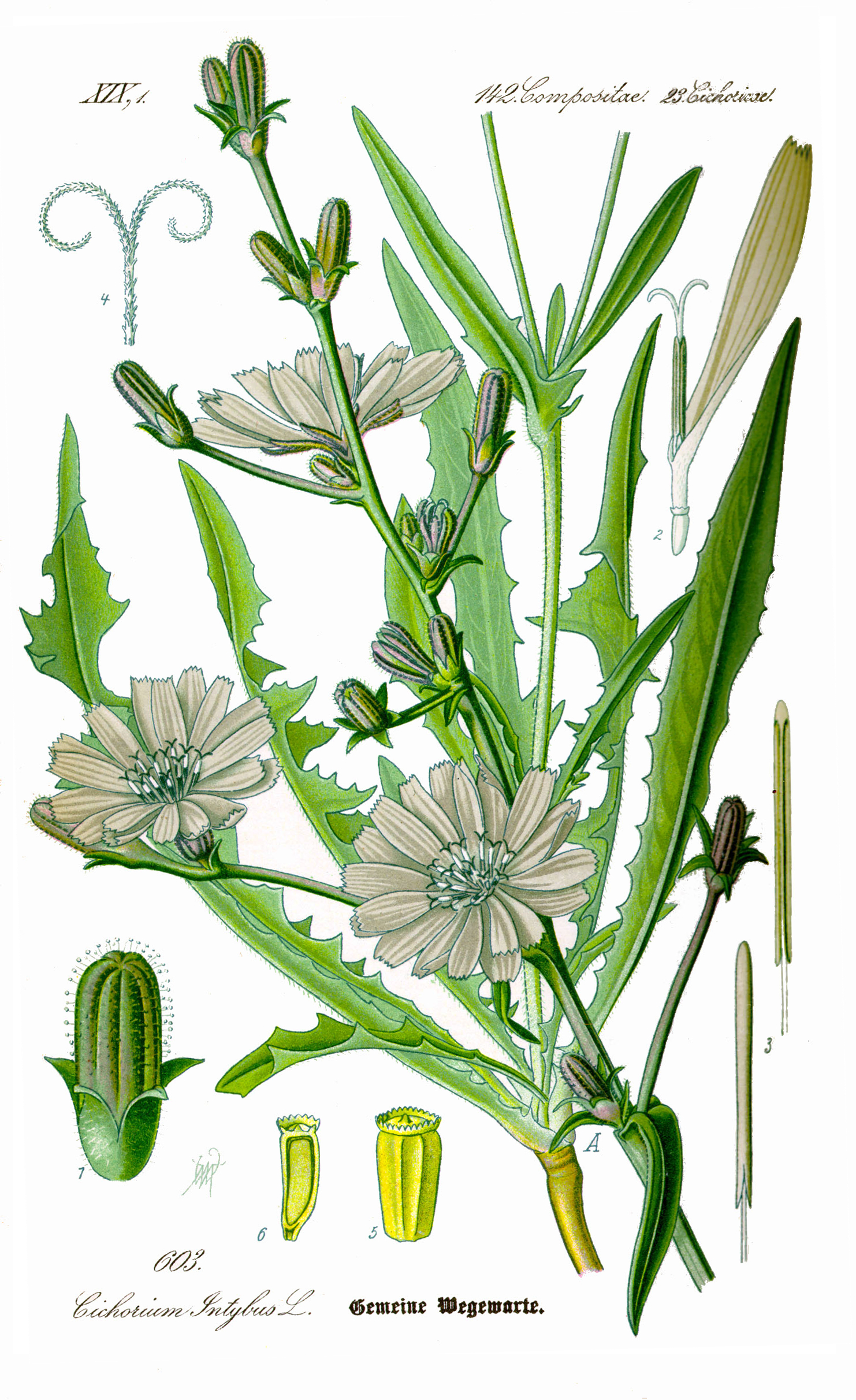 Chicory. By Original book source: Prof. Dr. Otto Wilhelm Thomé Flora von Deutschland, Österreich und der Schweiz 1885, Gera, Germany - www.biolib.de, Public Domain, https://commons.wikimedia.org/w/index.php?curid=7046954