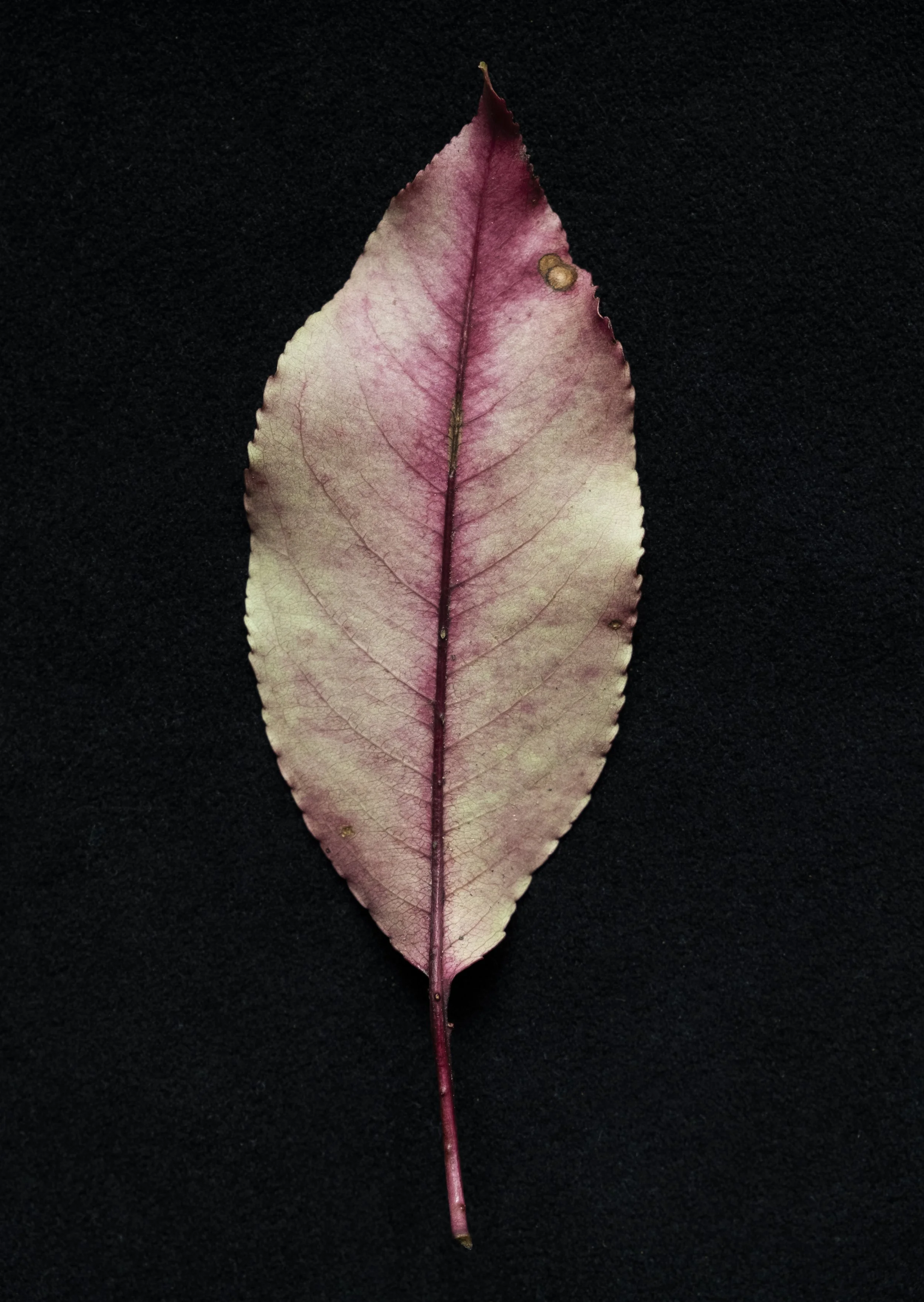 leaf.jpg