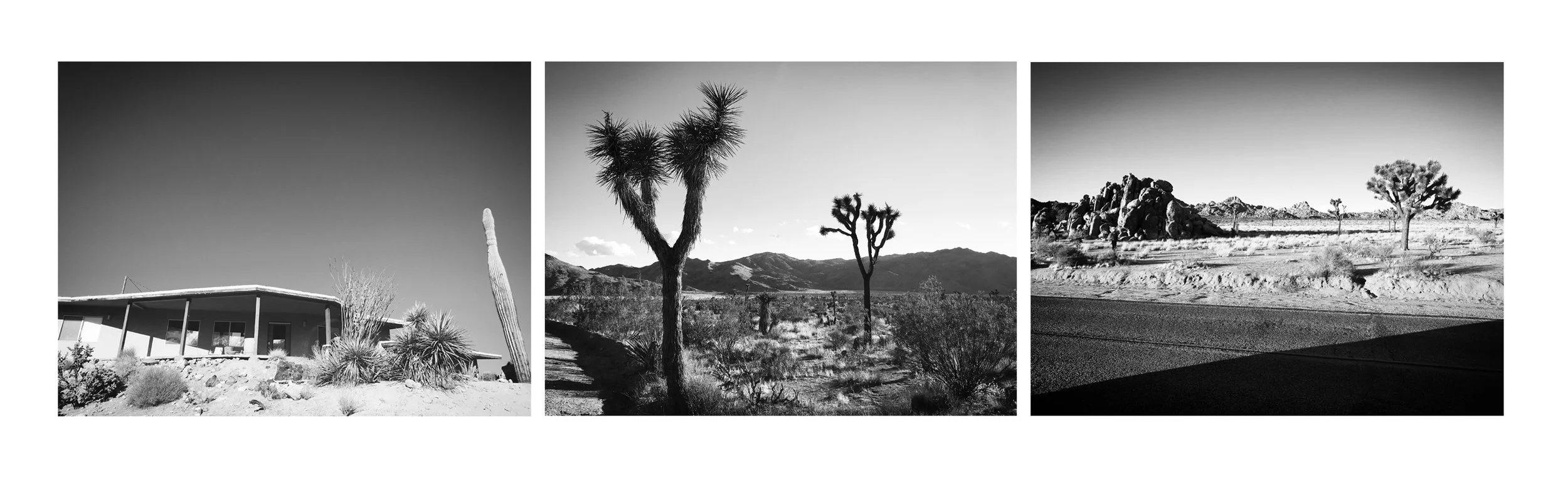cactus arrnage1.jpg