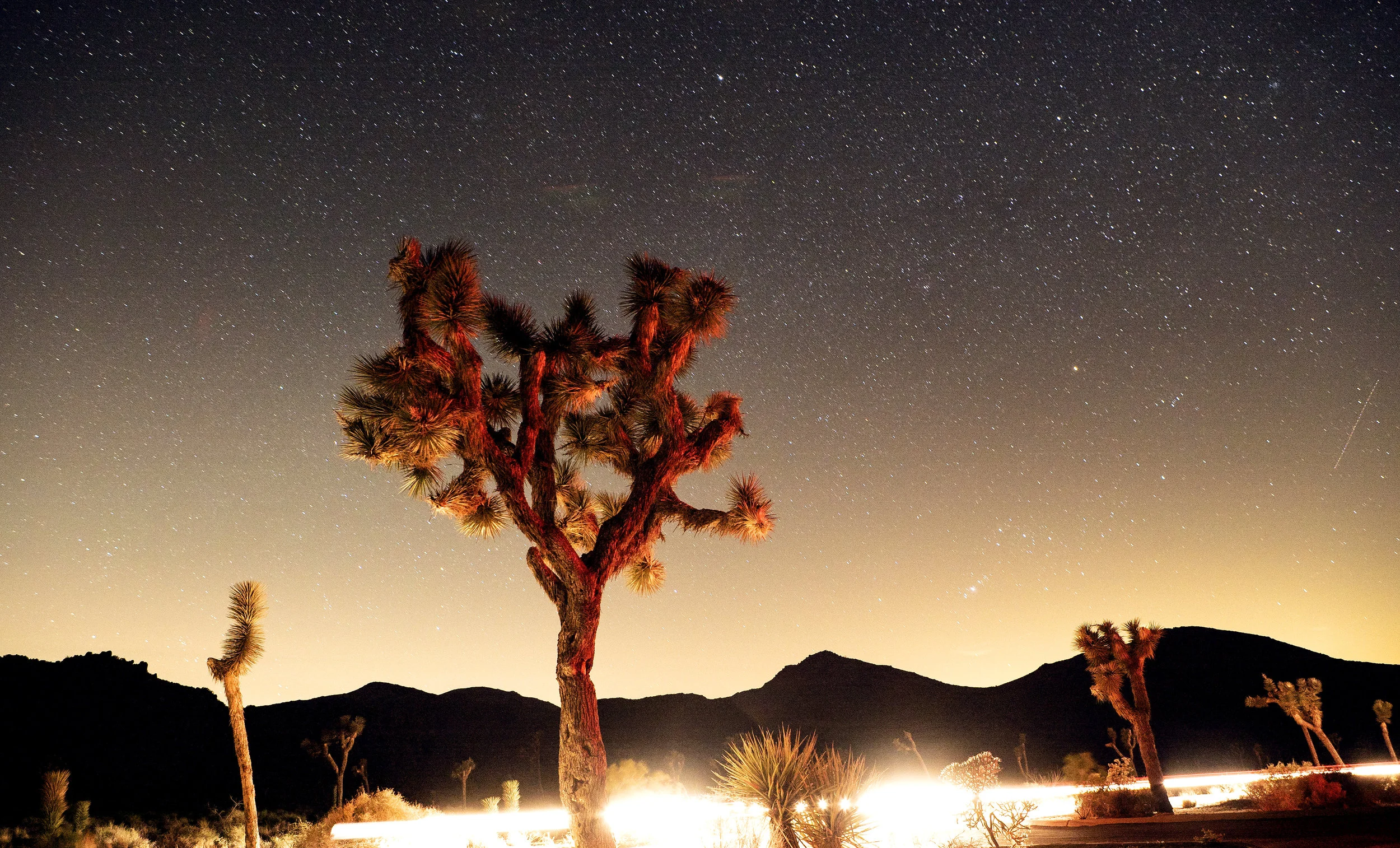 JOSHUA_TREE_03.jpg