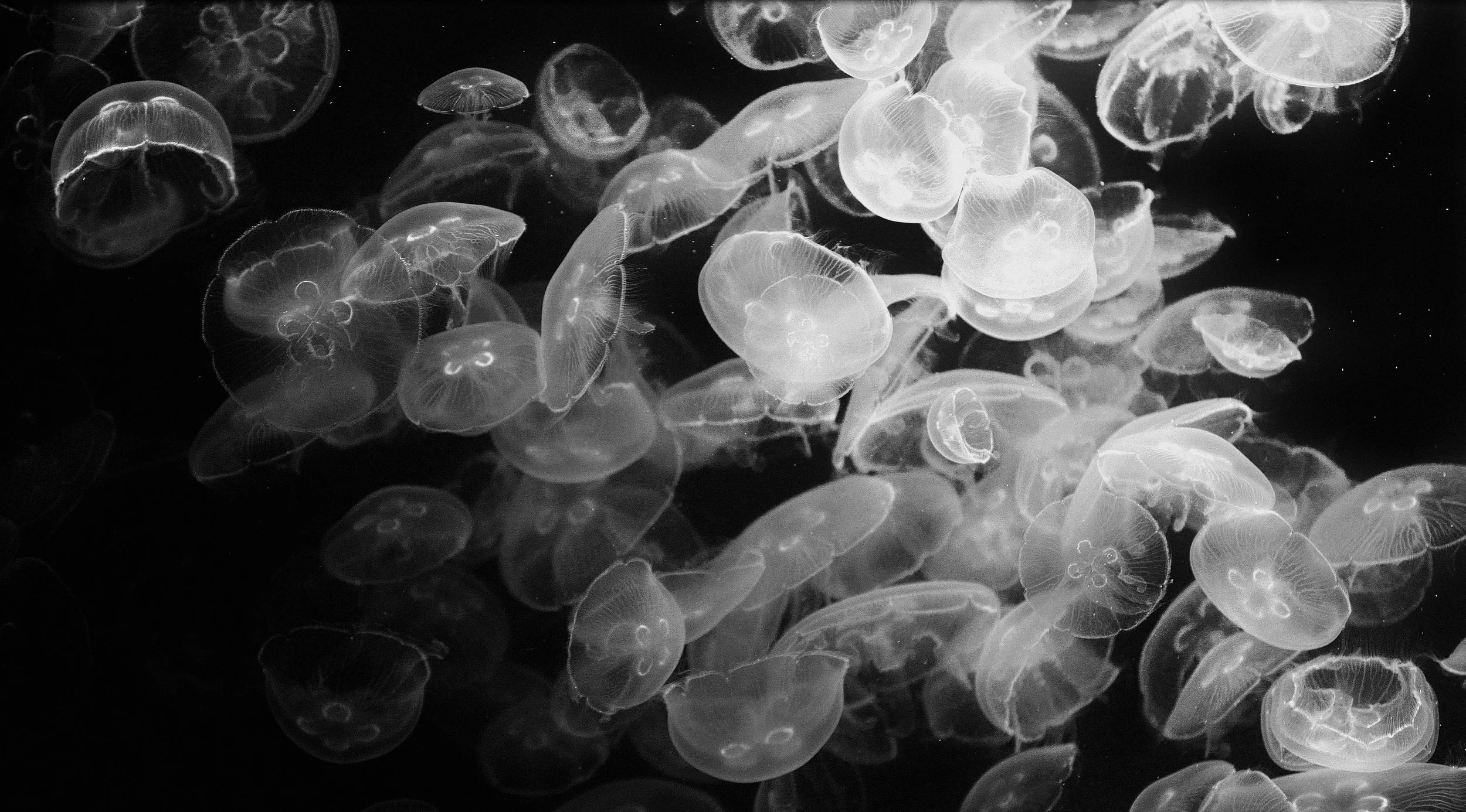 jelly00032.jpg