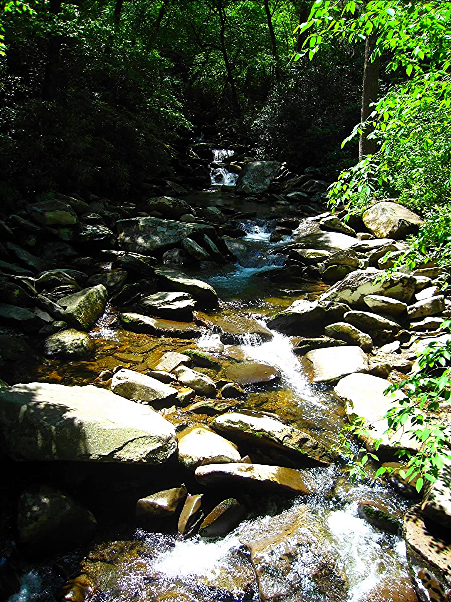 Great Smoky Mountains, Tennessee, May 2010