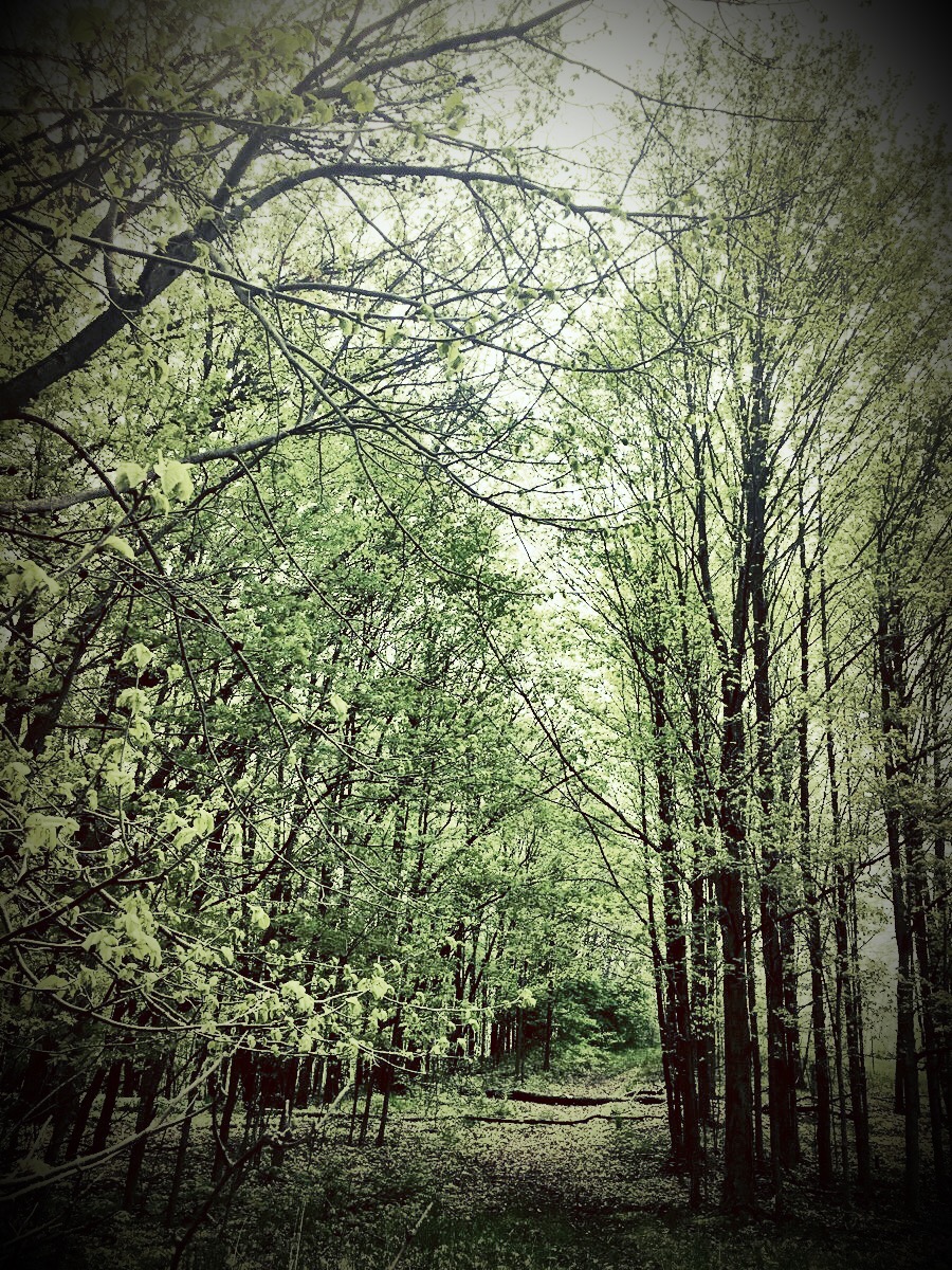 Susan J. Demas, Central Park, Okemos, Michigan, 2016