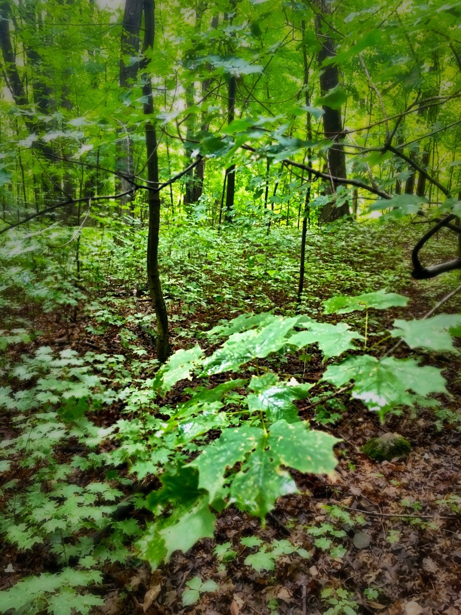 Susan J. Demas/Maybury State Park