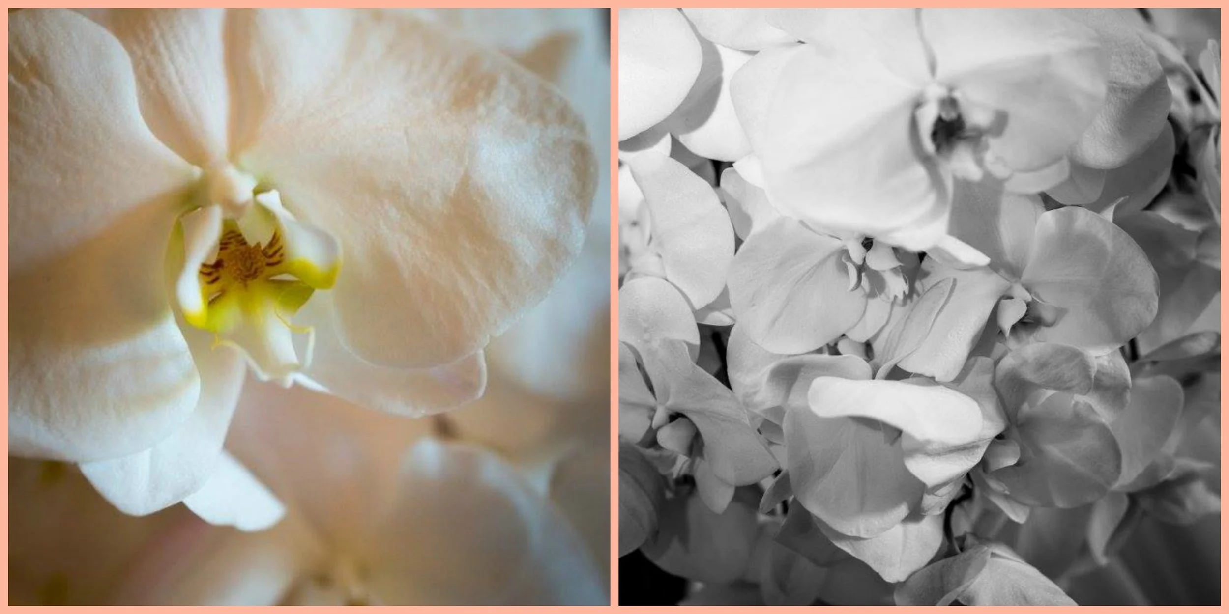 Images by Mind Print Productions