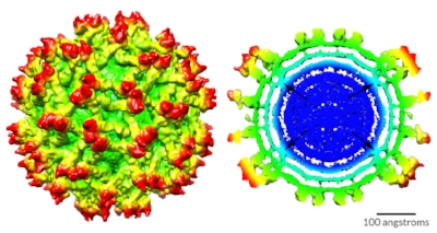 re: https://www.sciencenews.org/article/map-zika-virus-reveals-how-it-shifts-it-matures