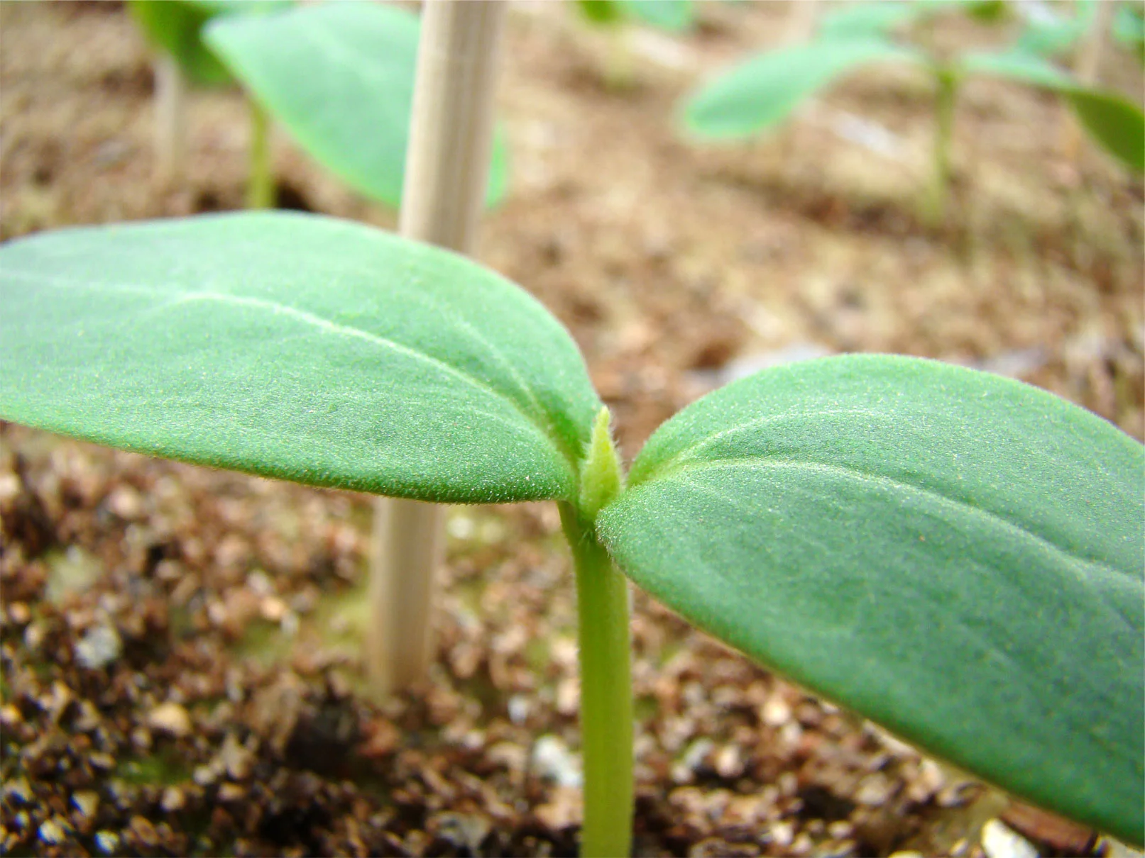 Ontario Plants Propagation Limited
