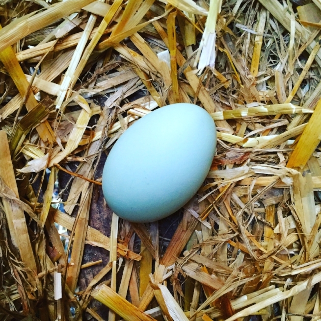A rare and beautiful blue egg layed by my little Carmen the Aruacana.