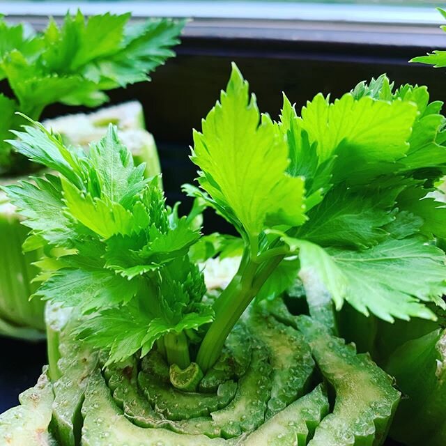 Growing celery from celery. It&rsquo;s a Pinterest truth.  A celery root/bottom + a container+ some fresh water.  5 days = sprouts, 2 weeks later = baby celery.  Recycle, up cycle 🌟
#cambiumnutritionllc #recycle #upcycle #nutrition #freshproduce #ce