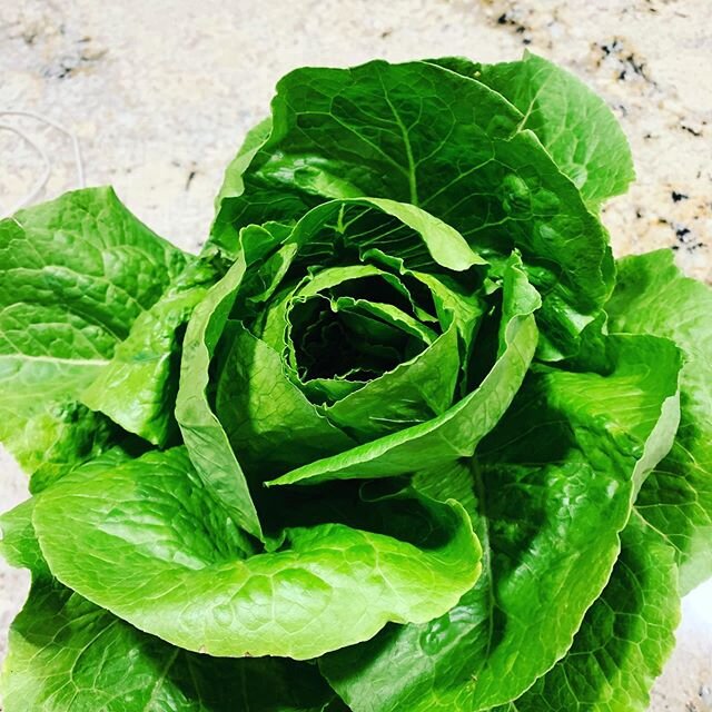 Fresh lettuce&mdash;right from my brother&rsquo;s garden!  Sun kissed, earth loved, nutrient dense fantasticness.

#cambiumnutritionllc #lettuce #5aday #eatveg #vegetables #nutrition