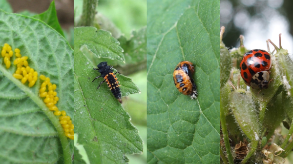 ladybird.png