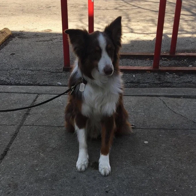 dog from richla.jpg