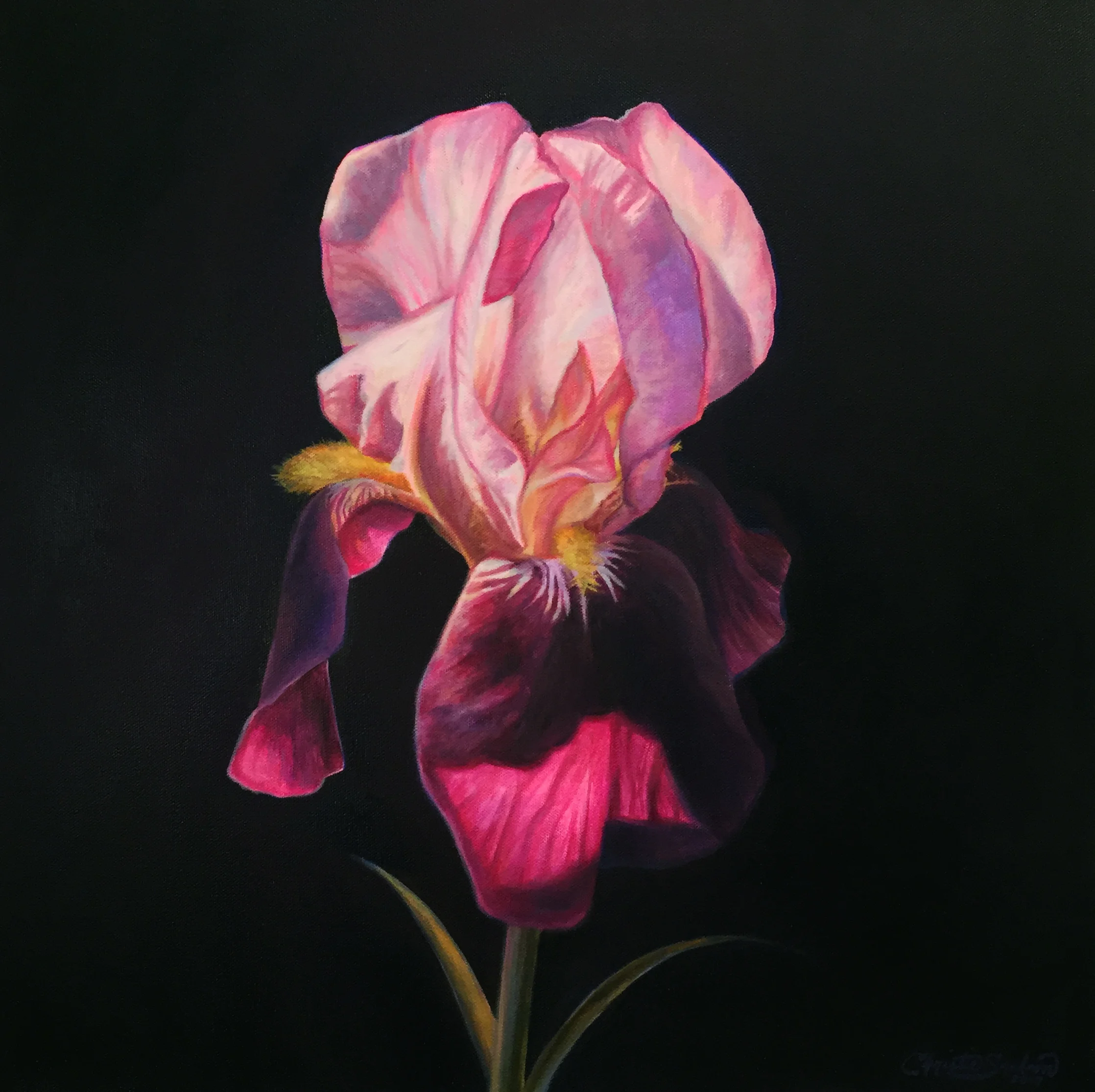 Iris_Christie Snelson.jpg