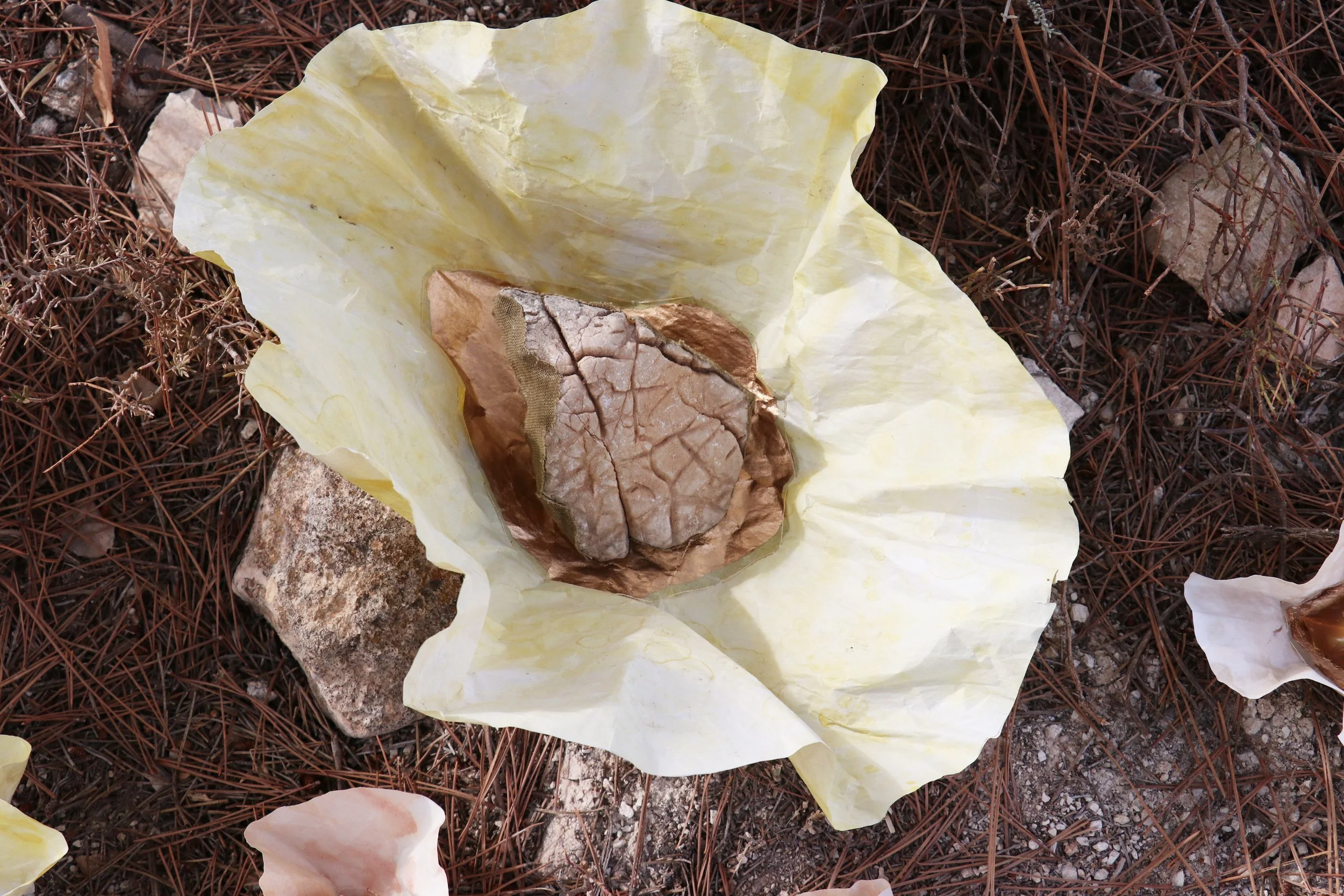  Sophie Anna Gibbings is a nature based artist living in London with a sustainable practice in photography, sculpture, weaving, and painting. 