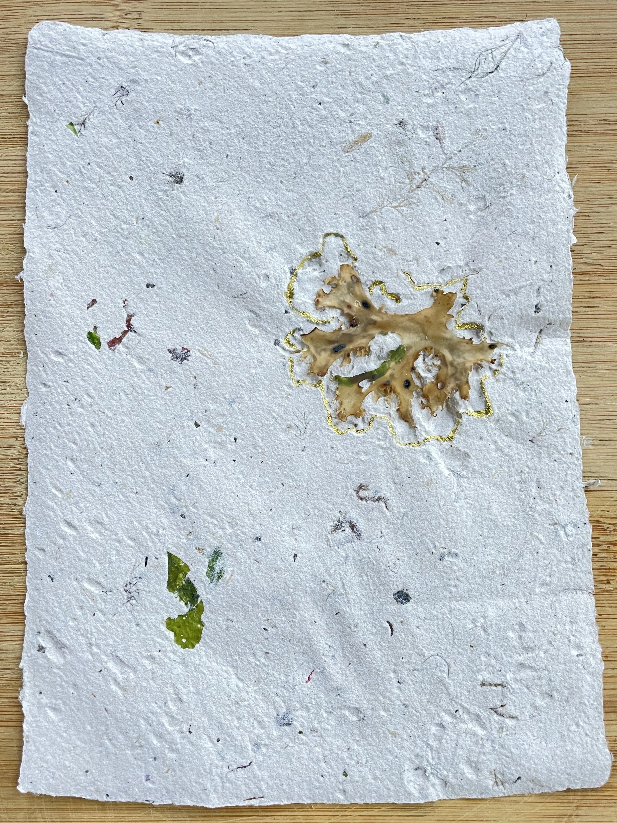 Seaweed print series