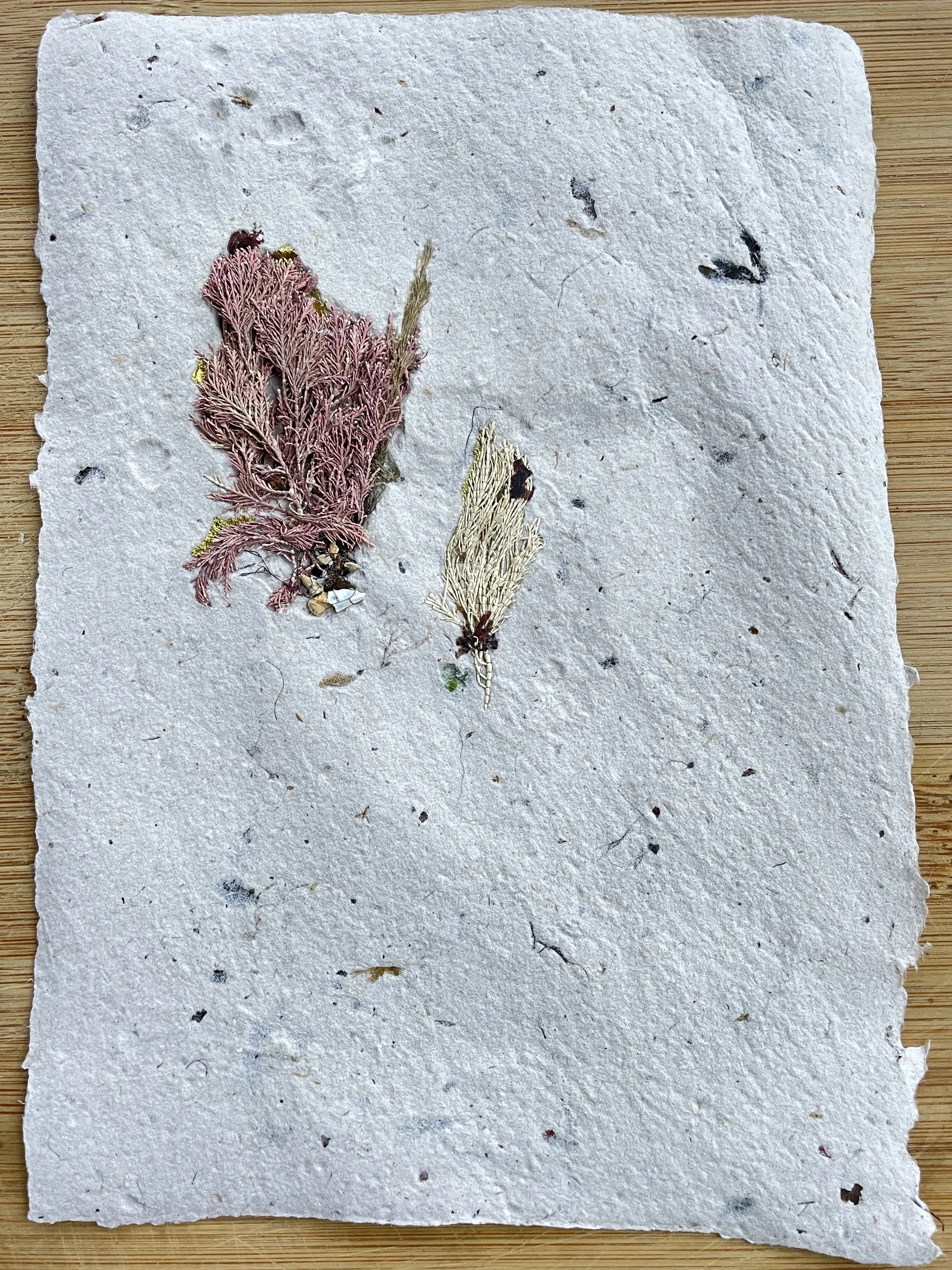 Seaweed print series