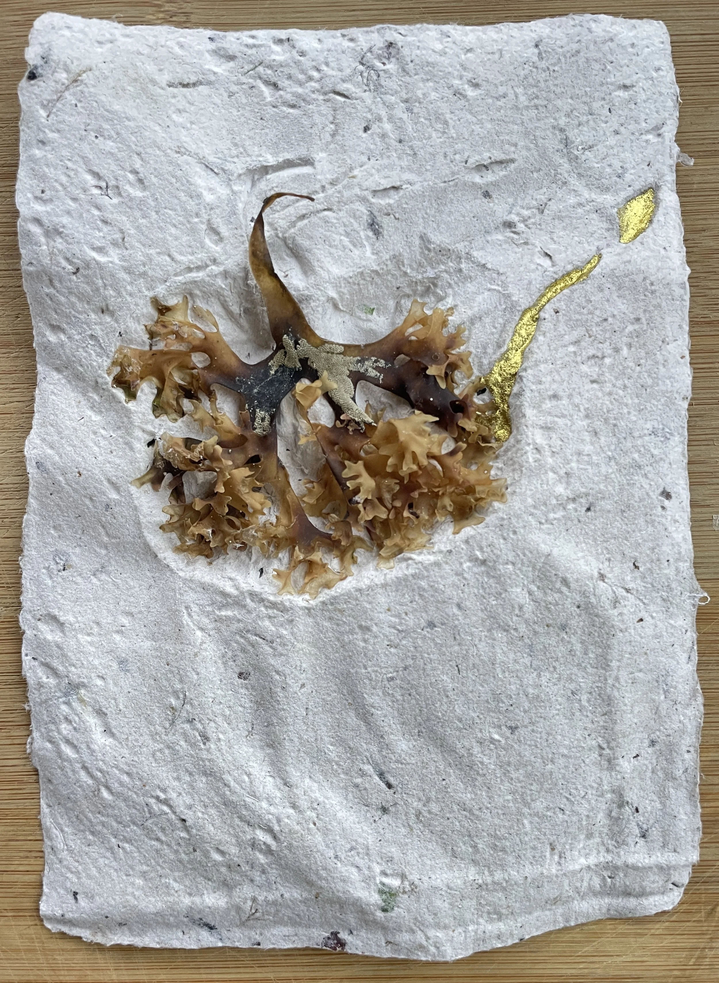 Seaweed print series