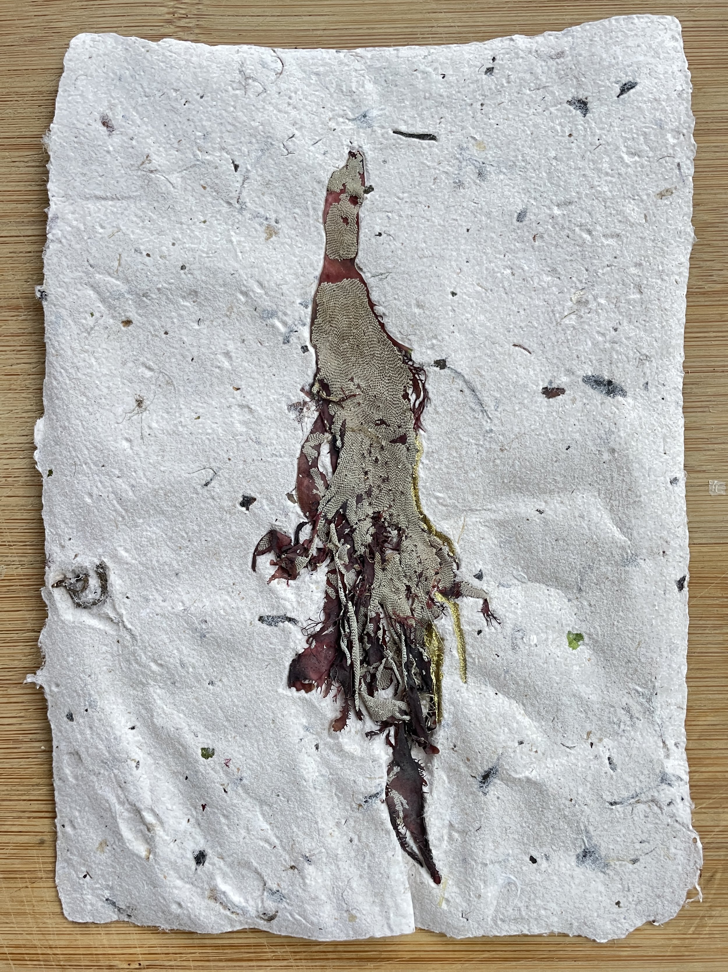 Seaweed print series