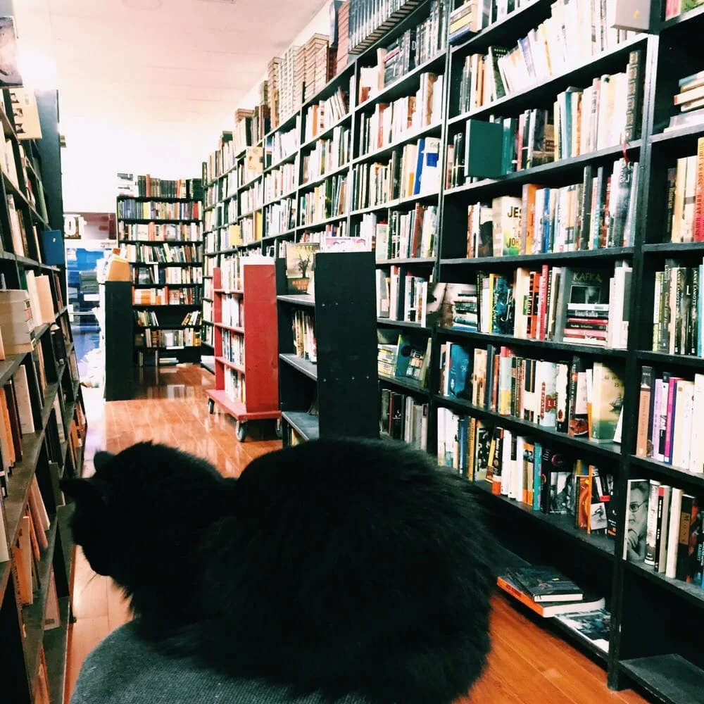 cat3.jpg