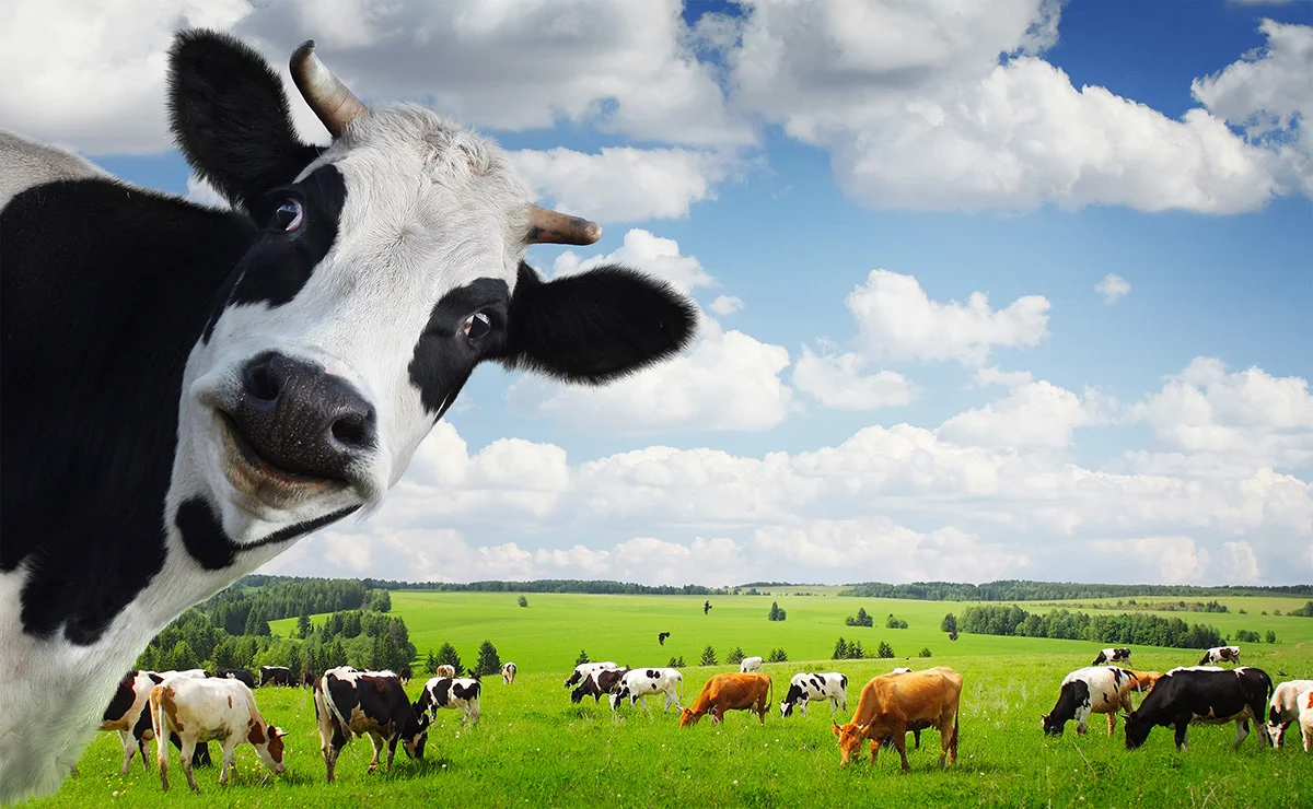 innercowhero.jpg