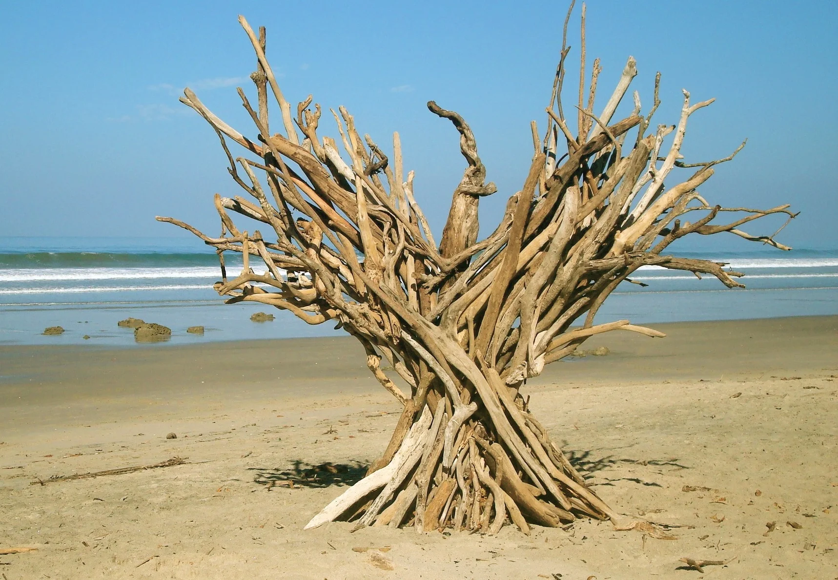 Driftwood Phoenix , Santa Teresa Costa Rica 2012