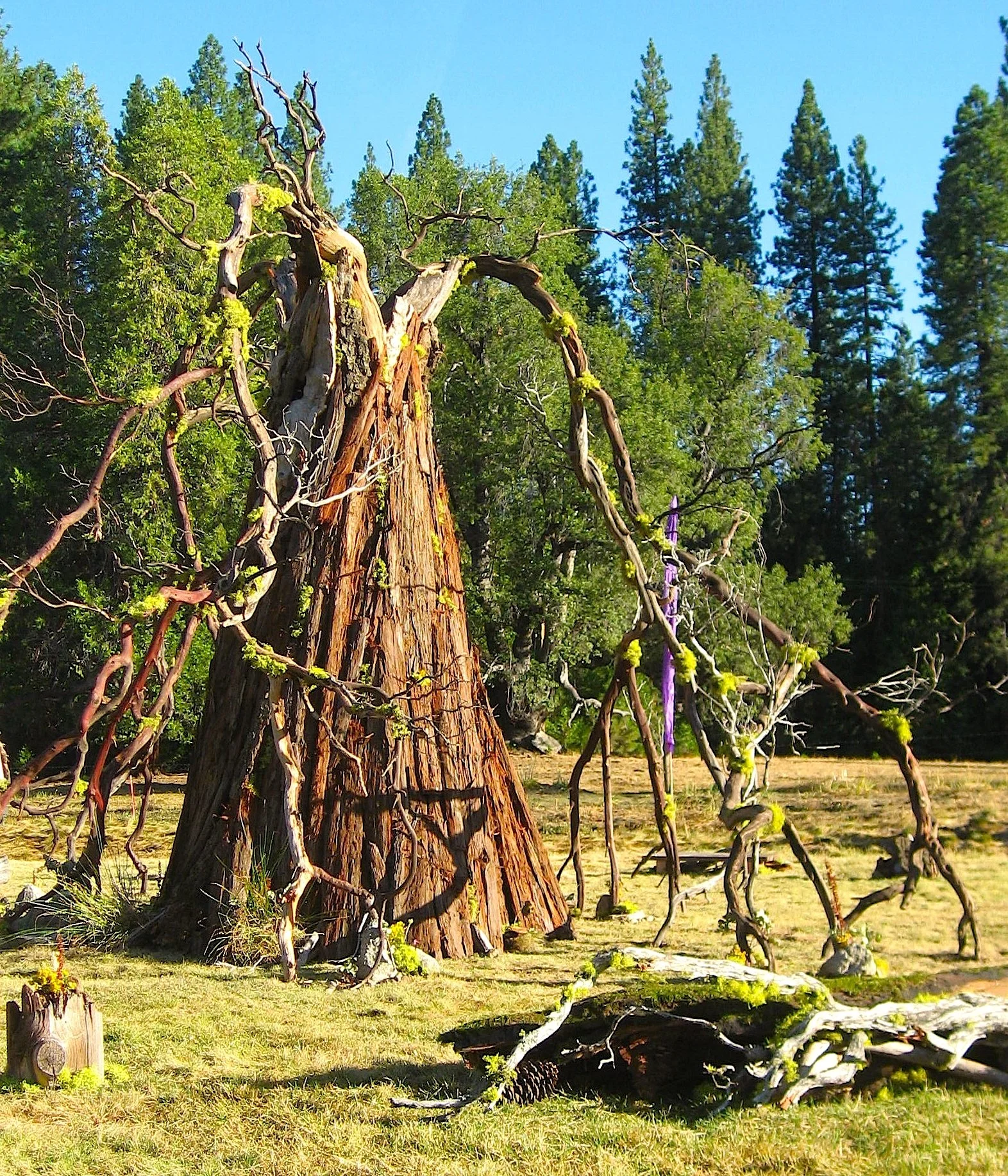 Tree of Life, Symbiosis Gathering 2009, Groveland California