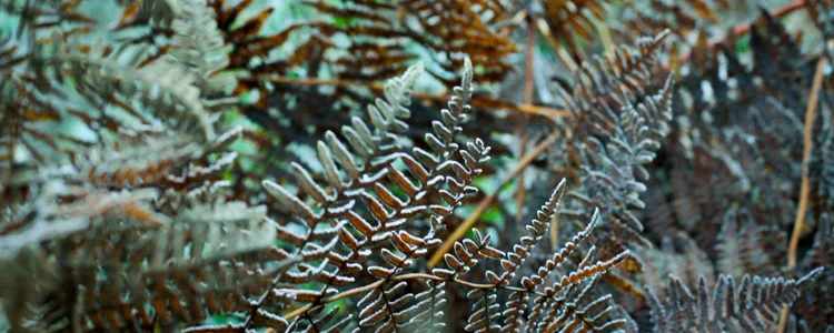 frostyferns-750pxwide-SHORT.jpg