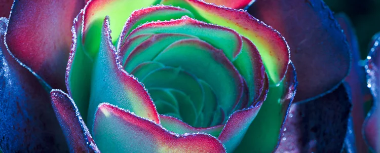 succulent-750pxwide-SHORT.jpg