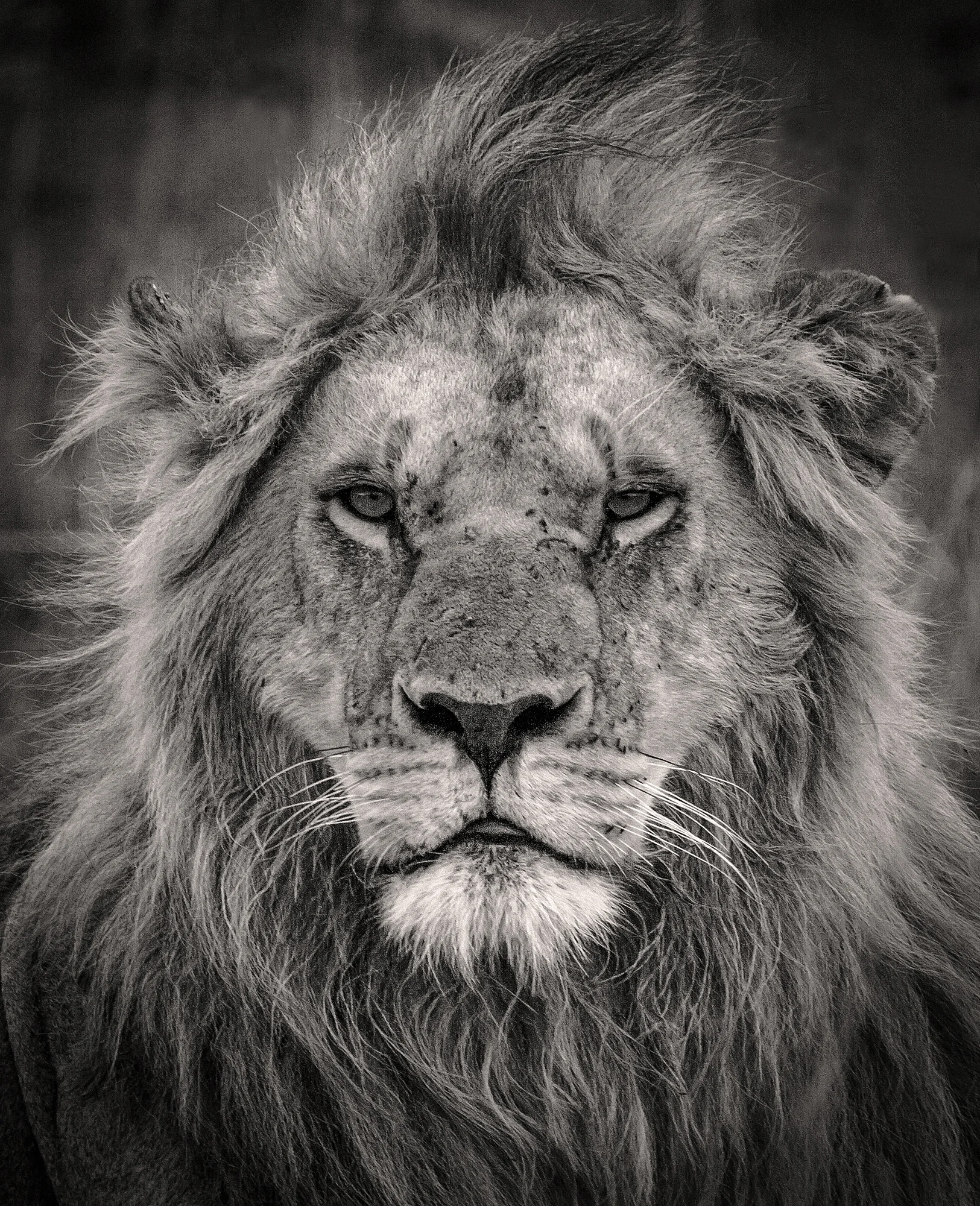 Simba.jpg