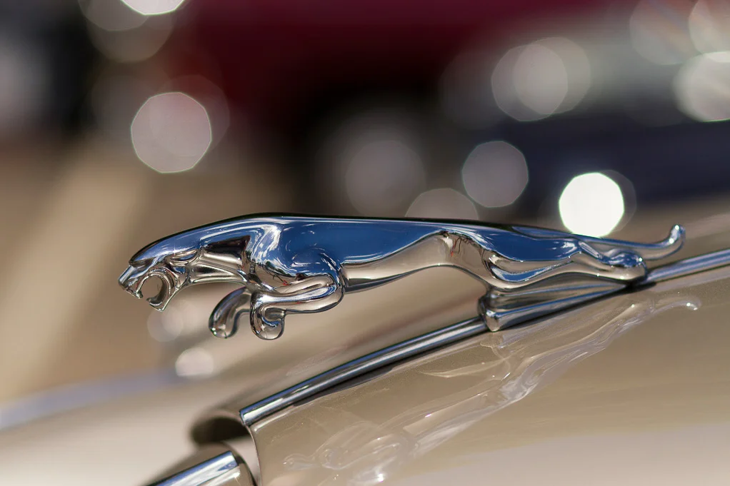 Jaguar_edited-1.jpg