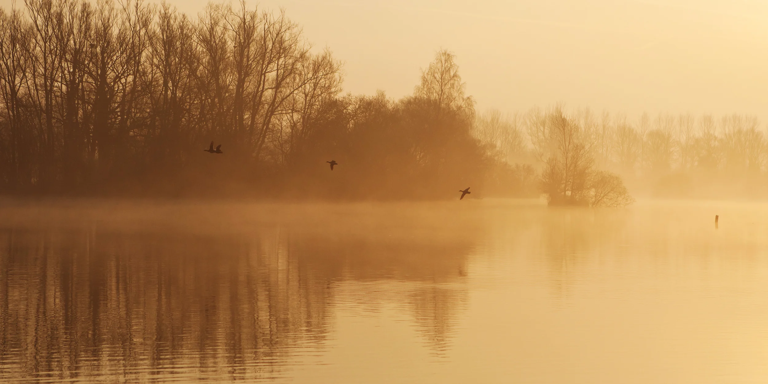 stock-photo-golden-dawn-9146929.jpg