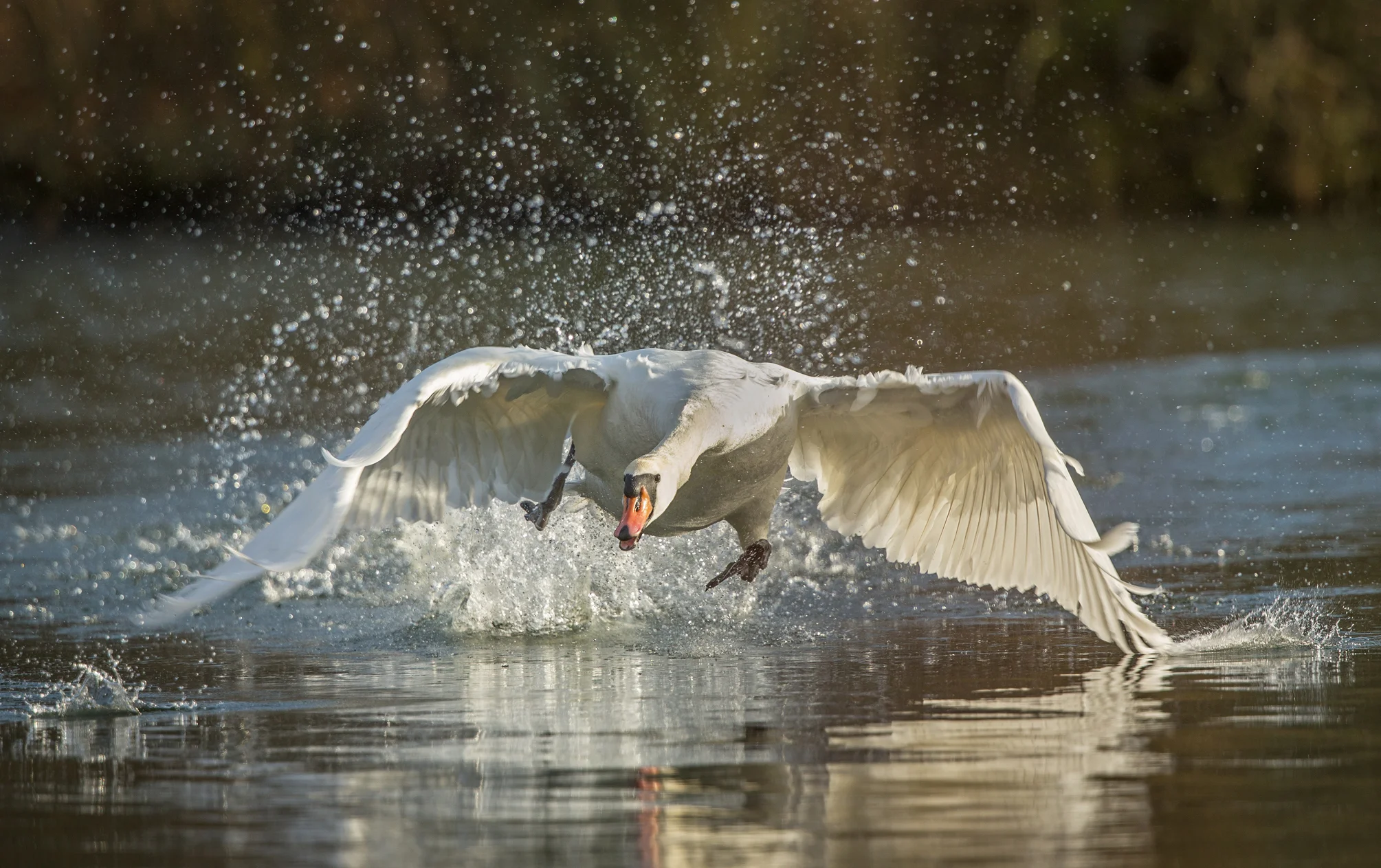 stock-photo-lolloping-swan-60216928.jpg