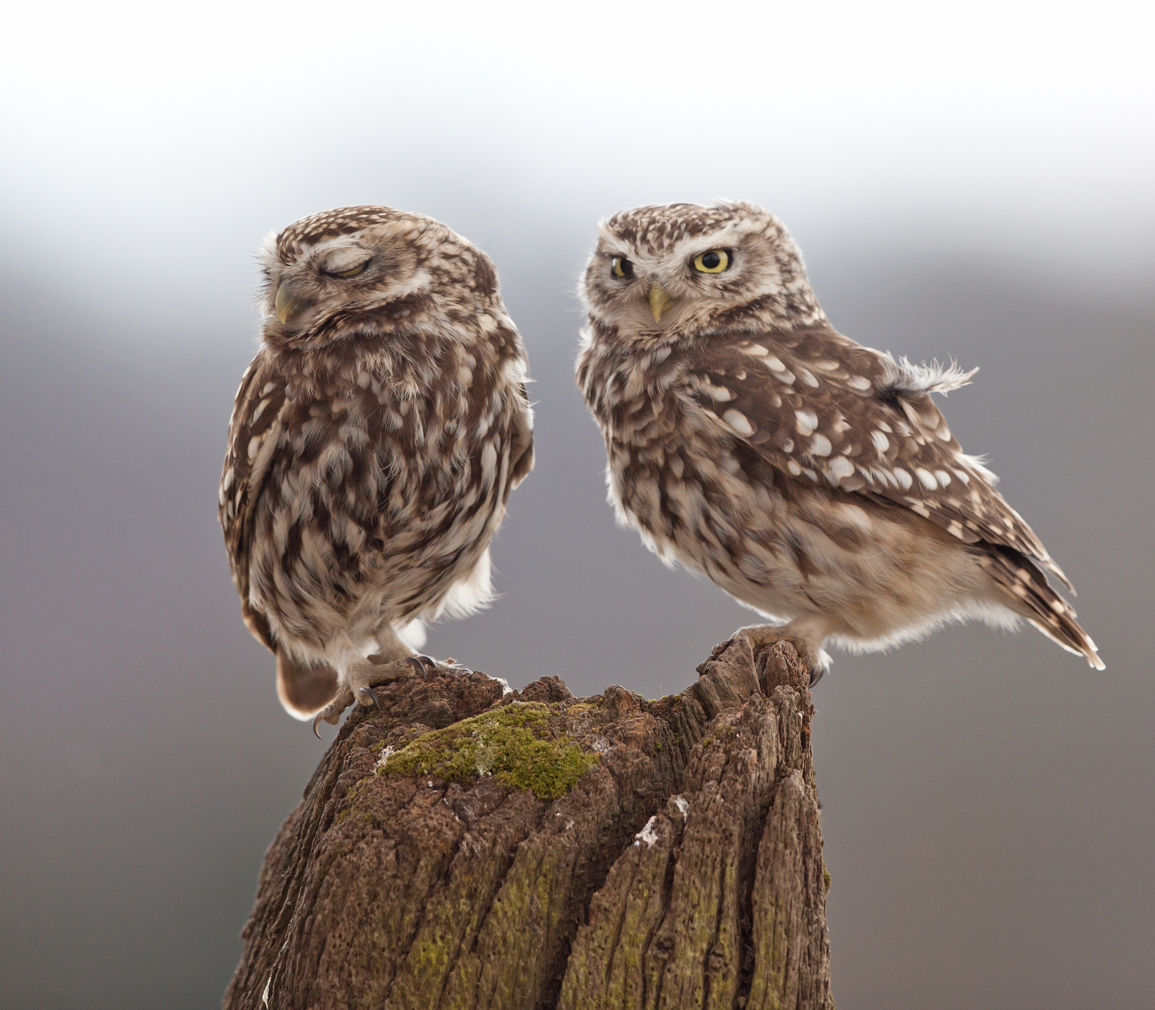Copy of stock-photo-just-the-two-of-us-53172218.jpg