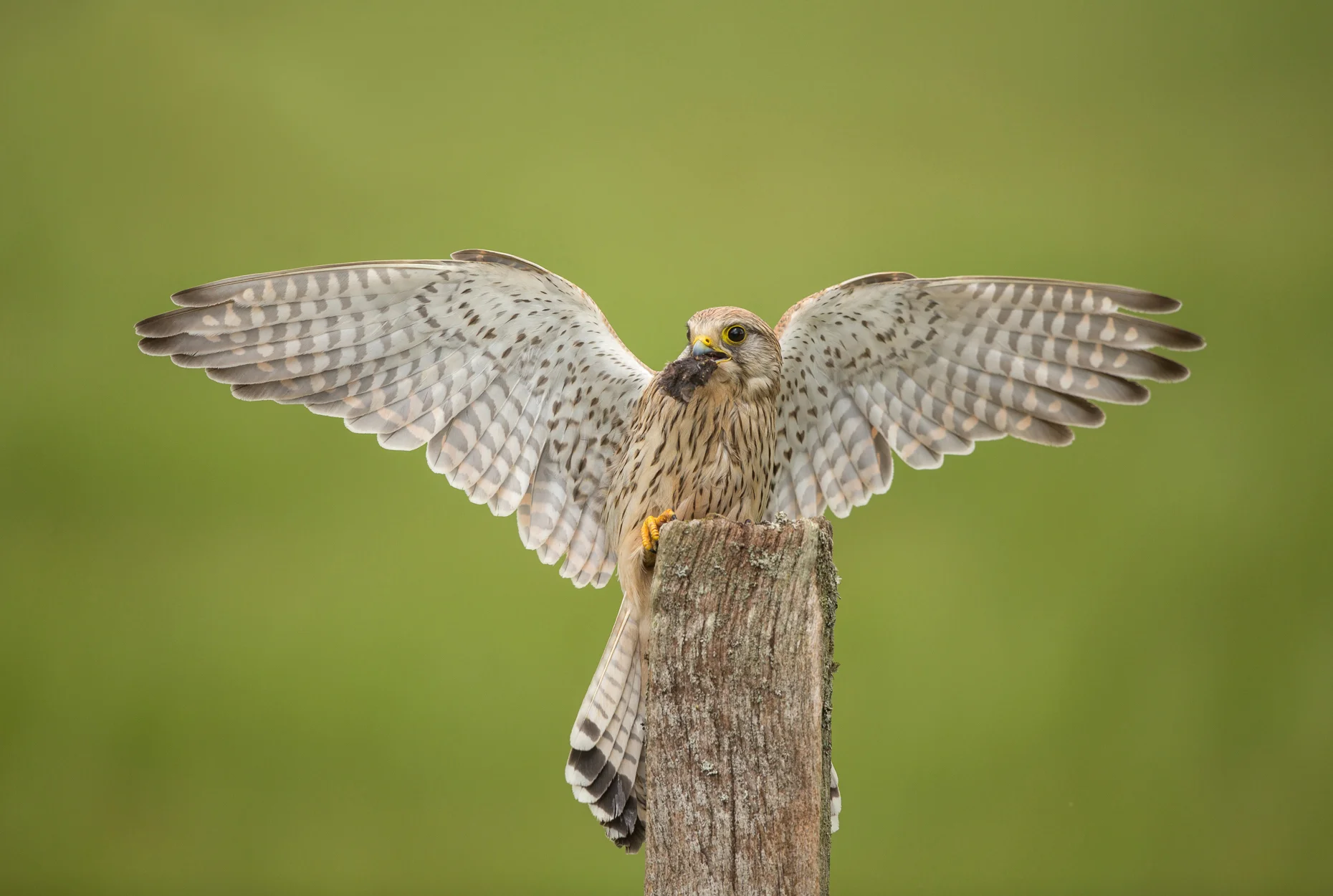 kestrel.jpg