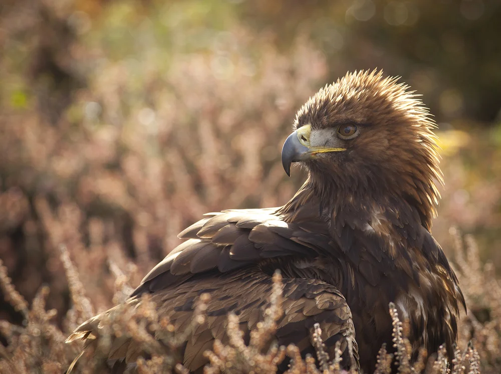 Golden-eagle-rim lighting.jpg