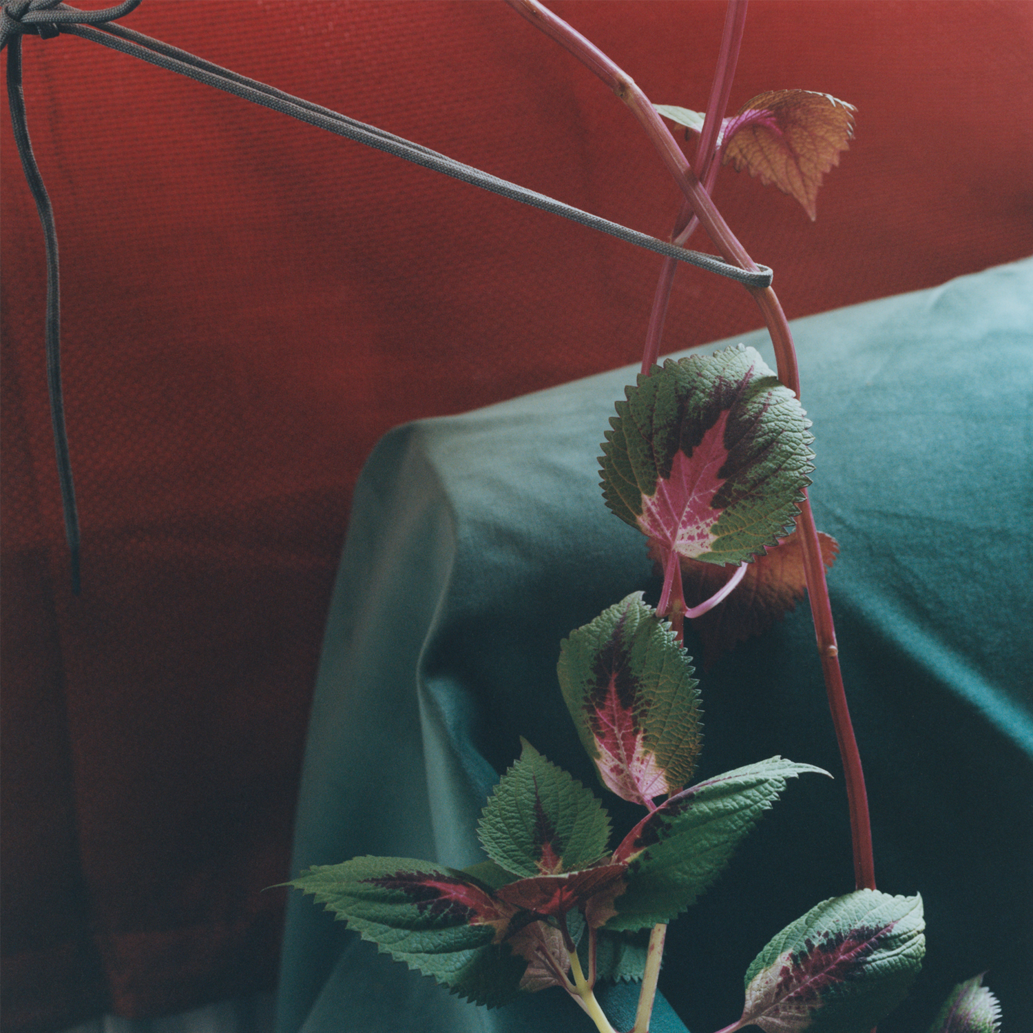 Plant #11, Bethnal Green, 2016