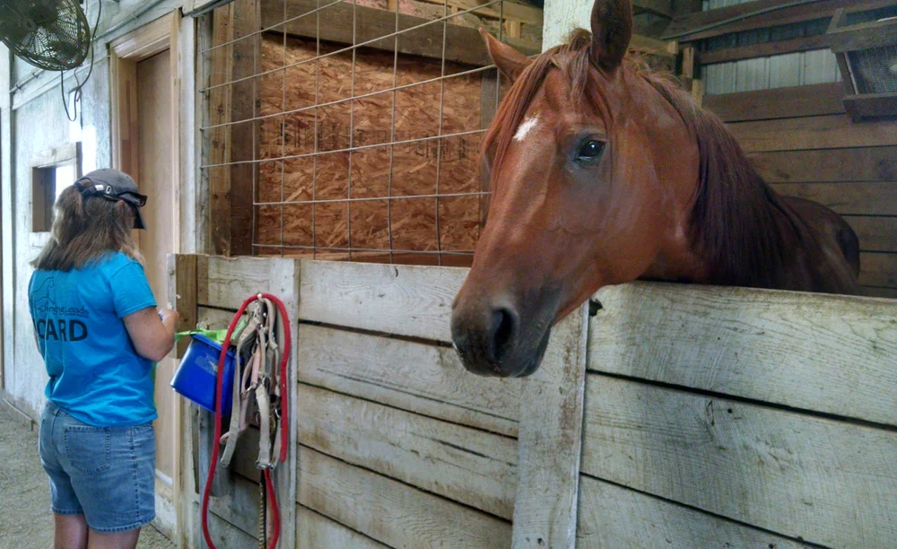 Changing Hearts rescue offers urban sanctuary for rescue horses — The