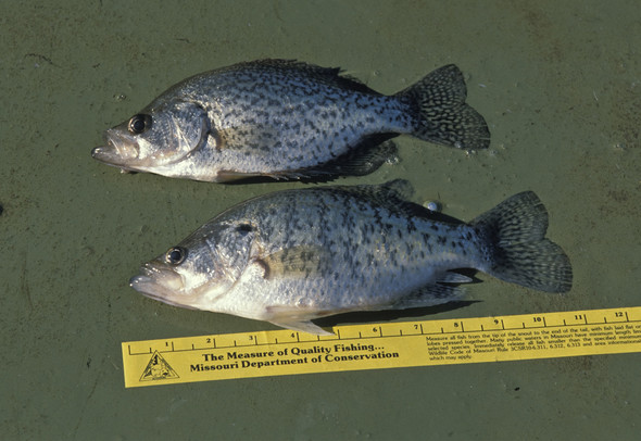 MDC reminds anglers of crappie regulation change at Smithville Lake — The  Platte County Citizen
