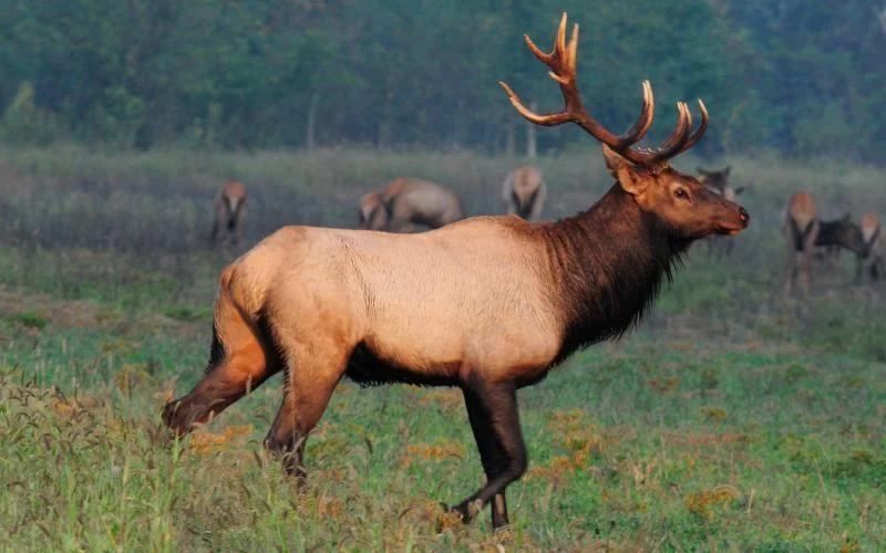 This image of a bull elk was taken at Peck Ranch Conservation Area in the Missouri Ozarks. MDC is proposing the framework for a limited elk hunting season and is asking for public comments