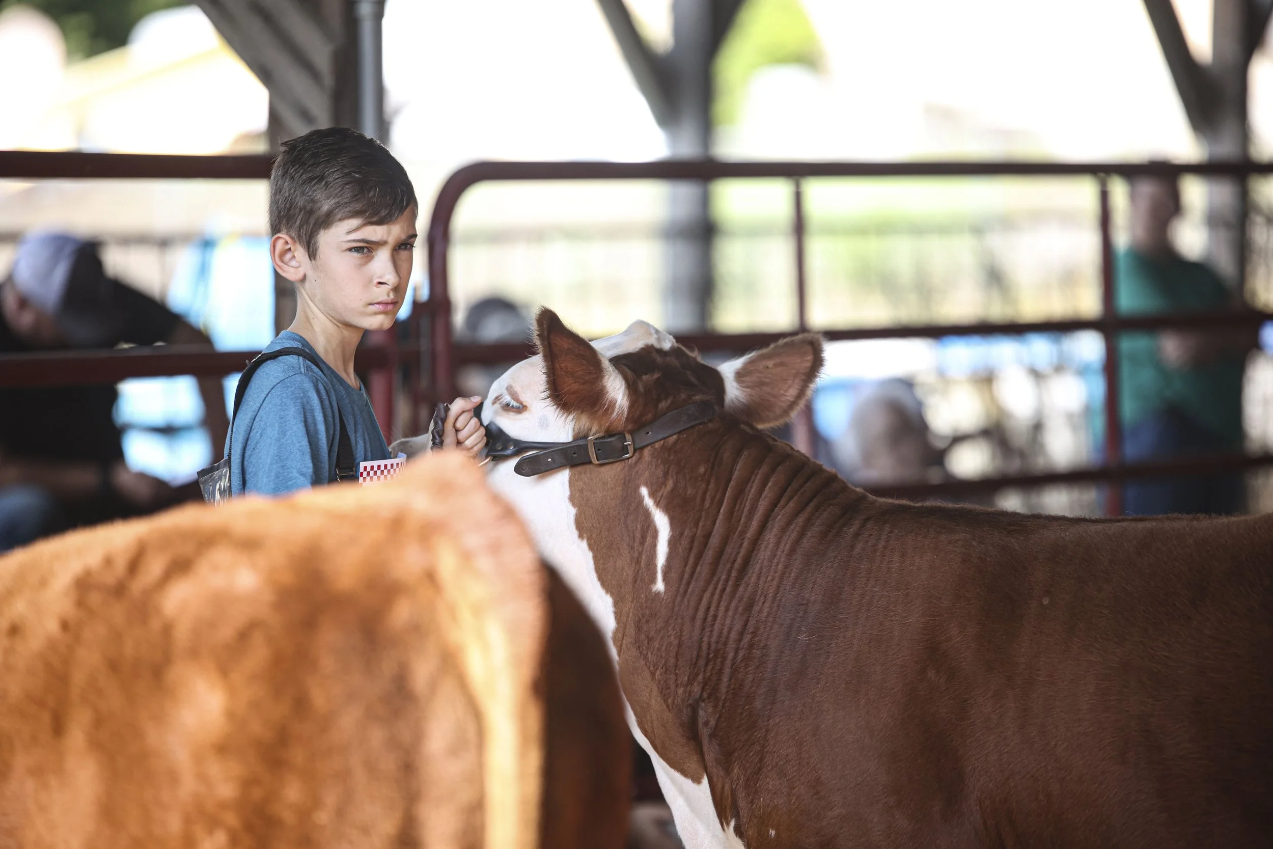 Cattle Show_2.jpg