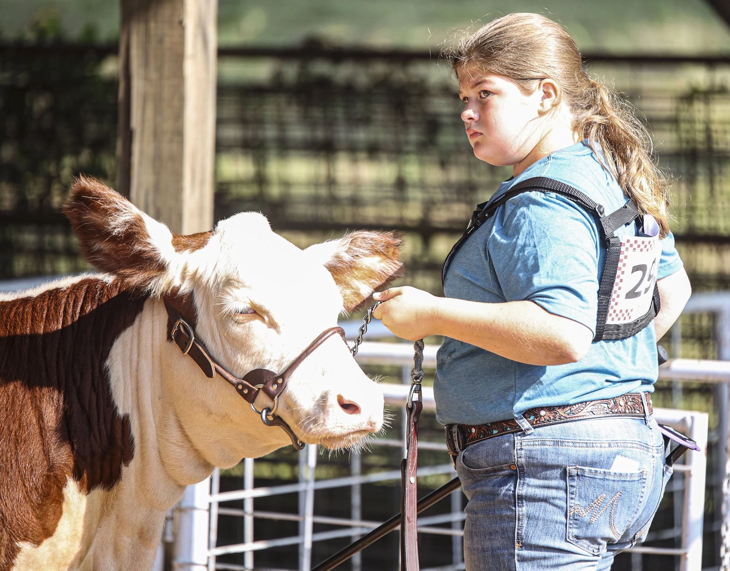 Cattle Show_3.jpg