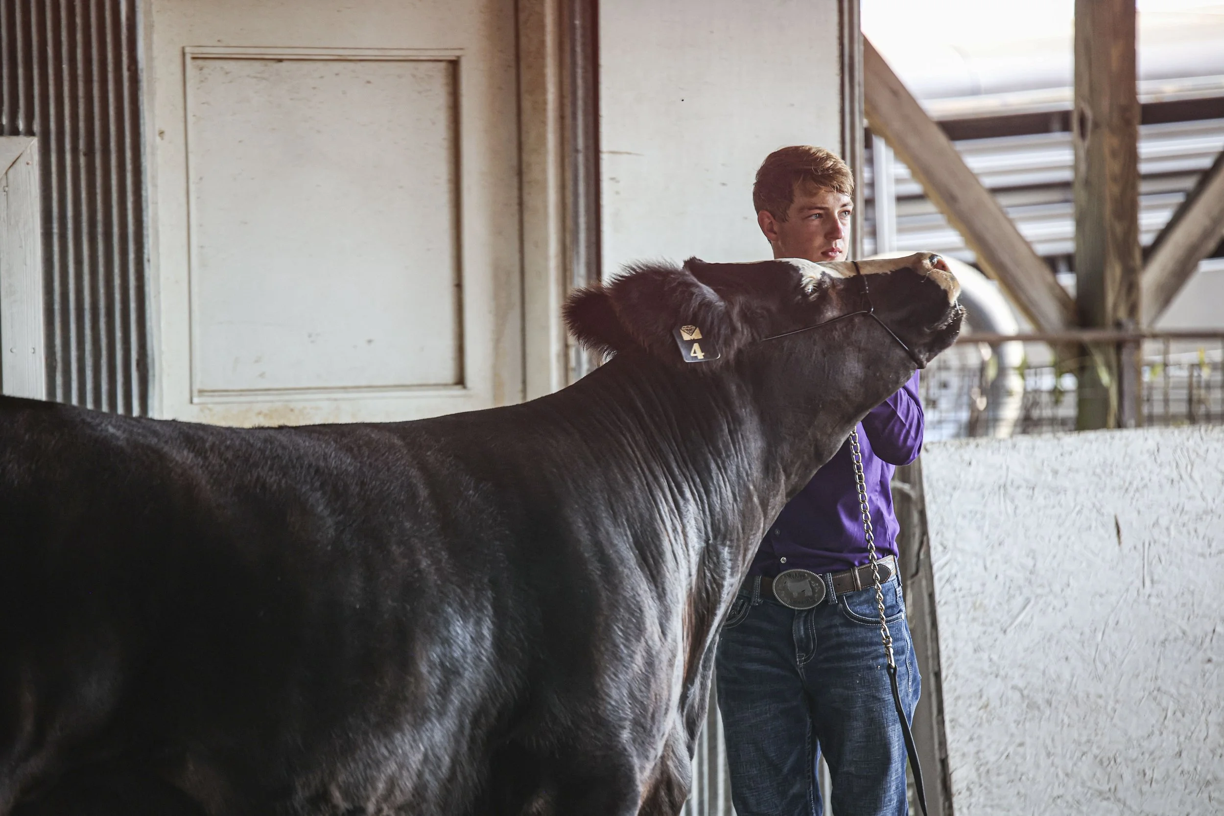 Cattle Show_5.jpg