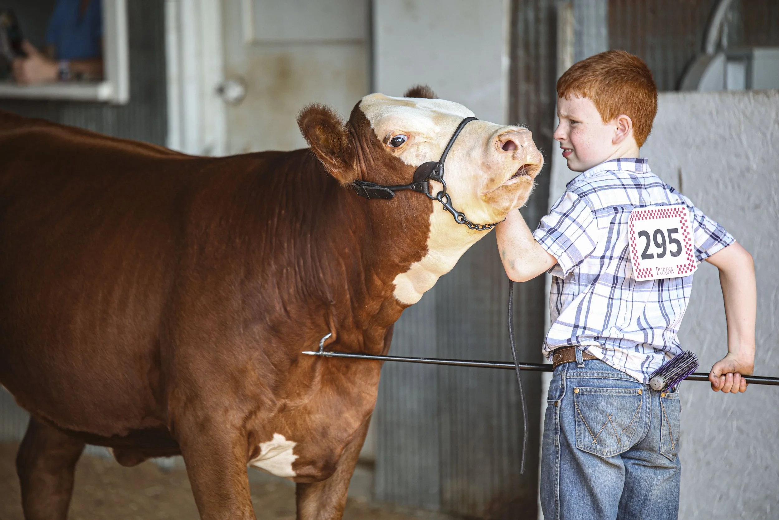 Cattle Show_6.jpg
