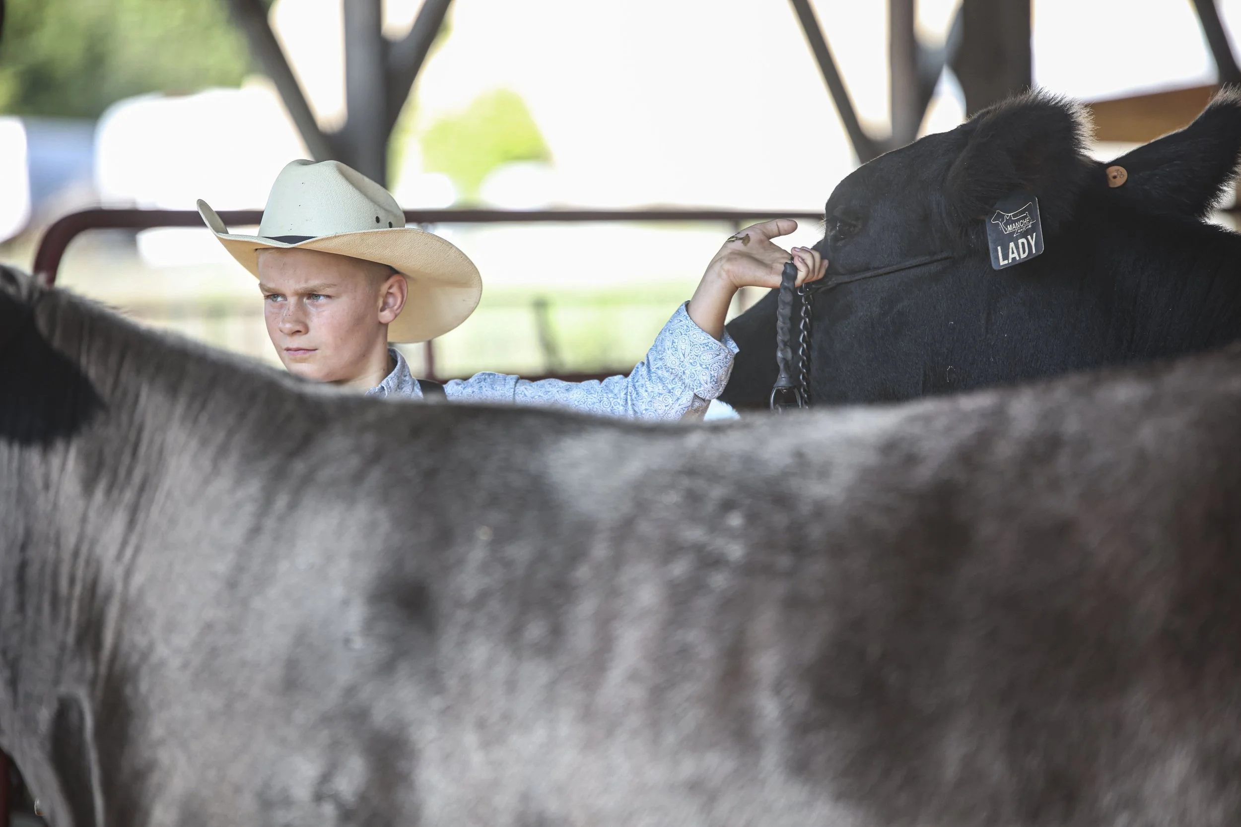 Cattle Show.jpg