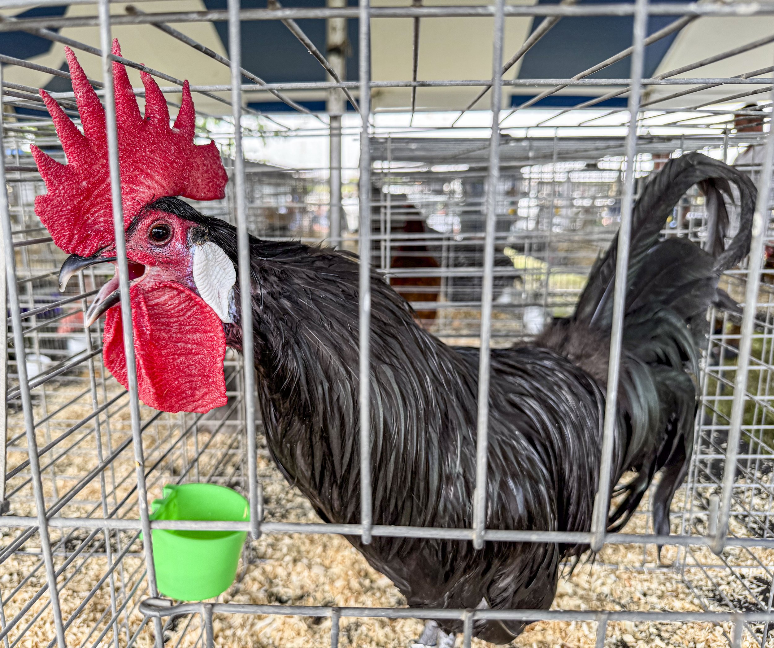 Chicken Show 11.jpg