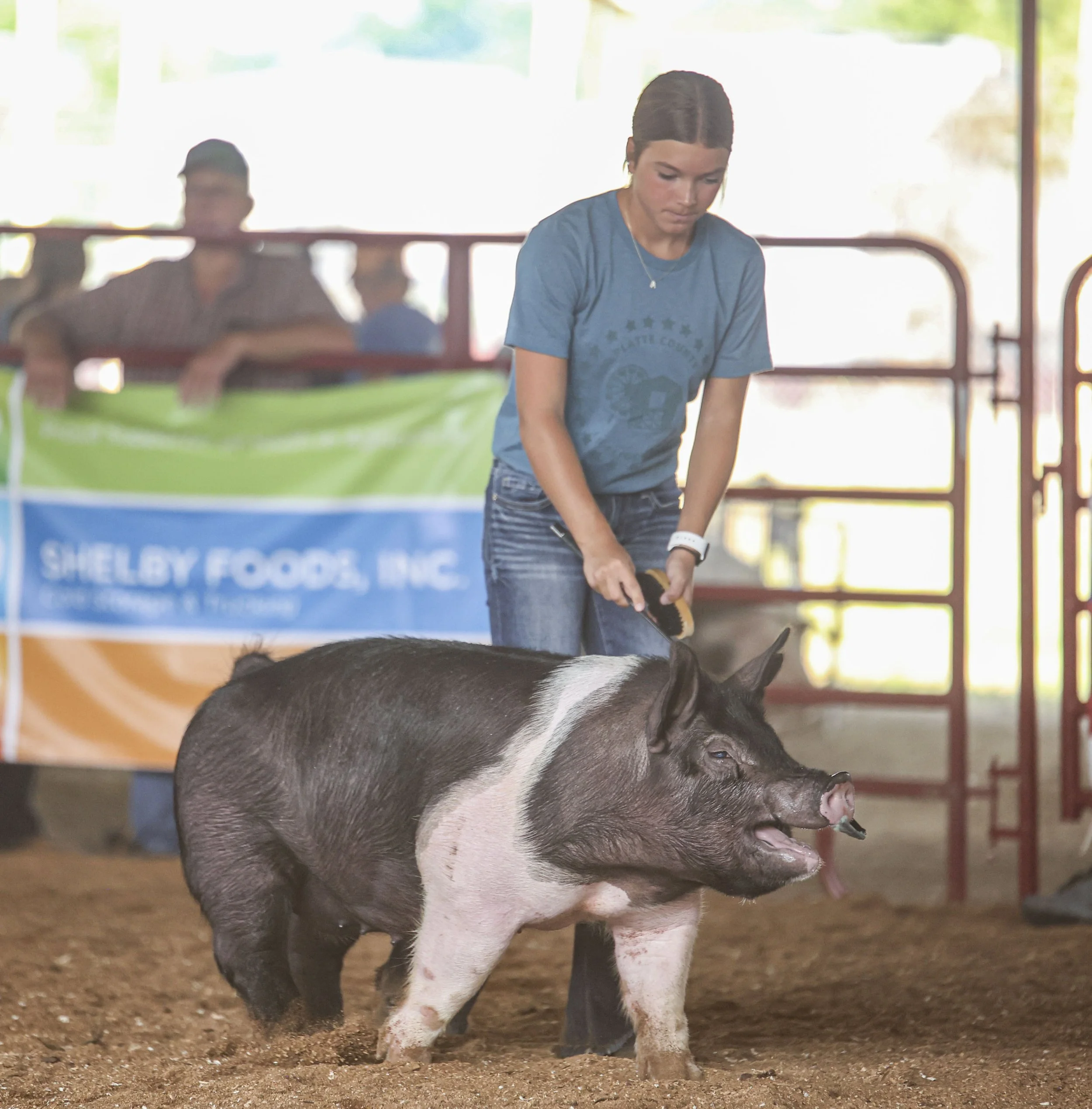 Swine Show_1.jpg