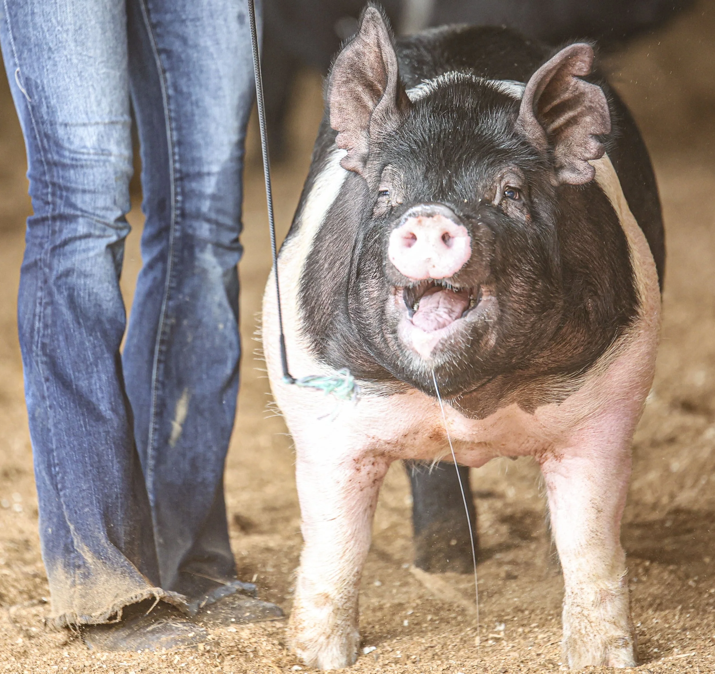 Swine Show_2.jpg
